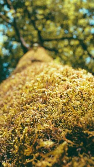 又一款最新零距离泛目录源码截图2