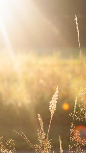 泛目录最新收录技巧截图2