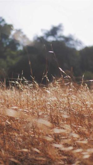 小旋风泛目录截图1