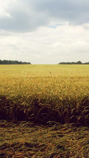 宁波seo服务推广工具截图2