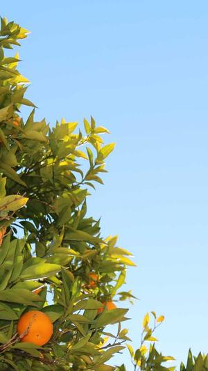 泛目录优化截图5