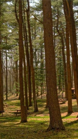 在线观看蜘蛛池截图1