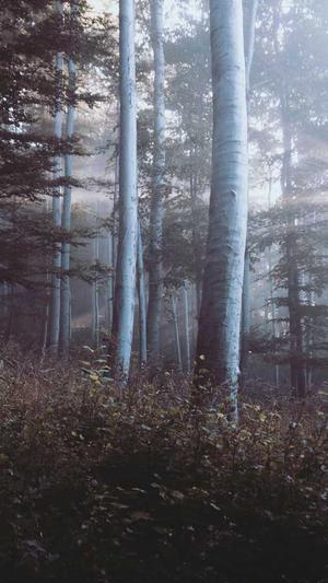 宝鸡网站建设截图4