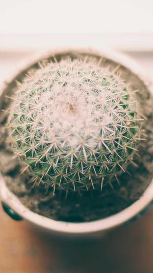 百度蜘蛛池多少钱截图3