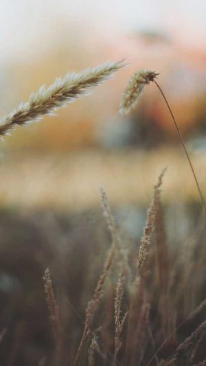 蜘蛛池出租价格表截图4