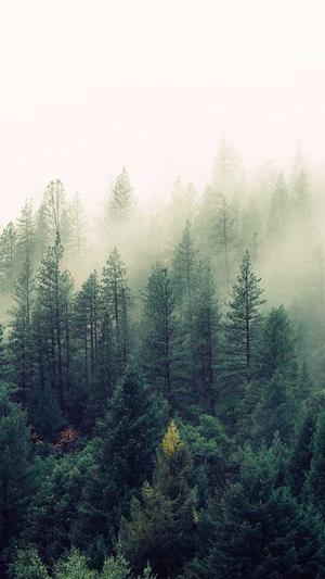 重庆seo怎么样截图3