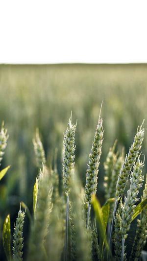 站群泛目录截图2