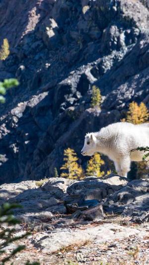 泛目录站群原理截图3