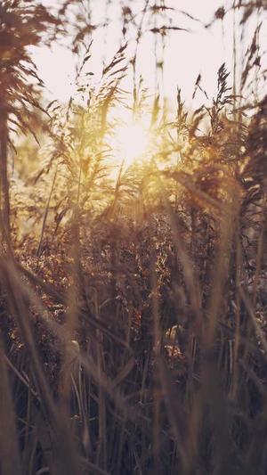 平台seo工具排名截图1