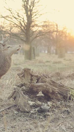 seo工具之家截图2