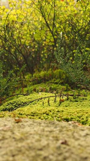 重庆seo优化效果好截图4